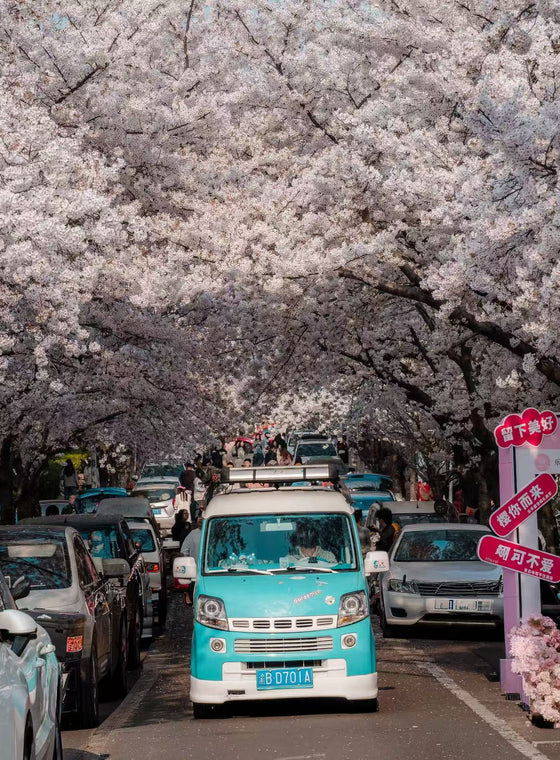Cherry Blossom Road